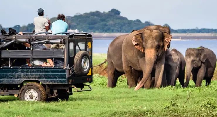 Yala National Park - Safari